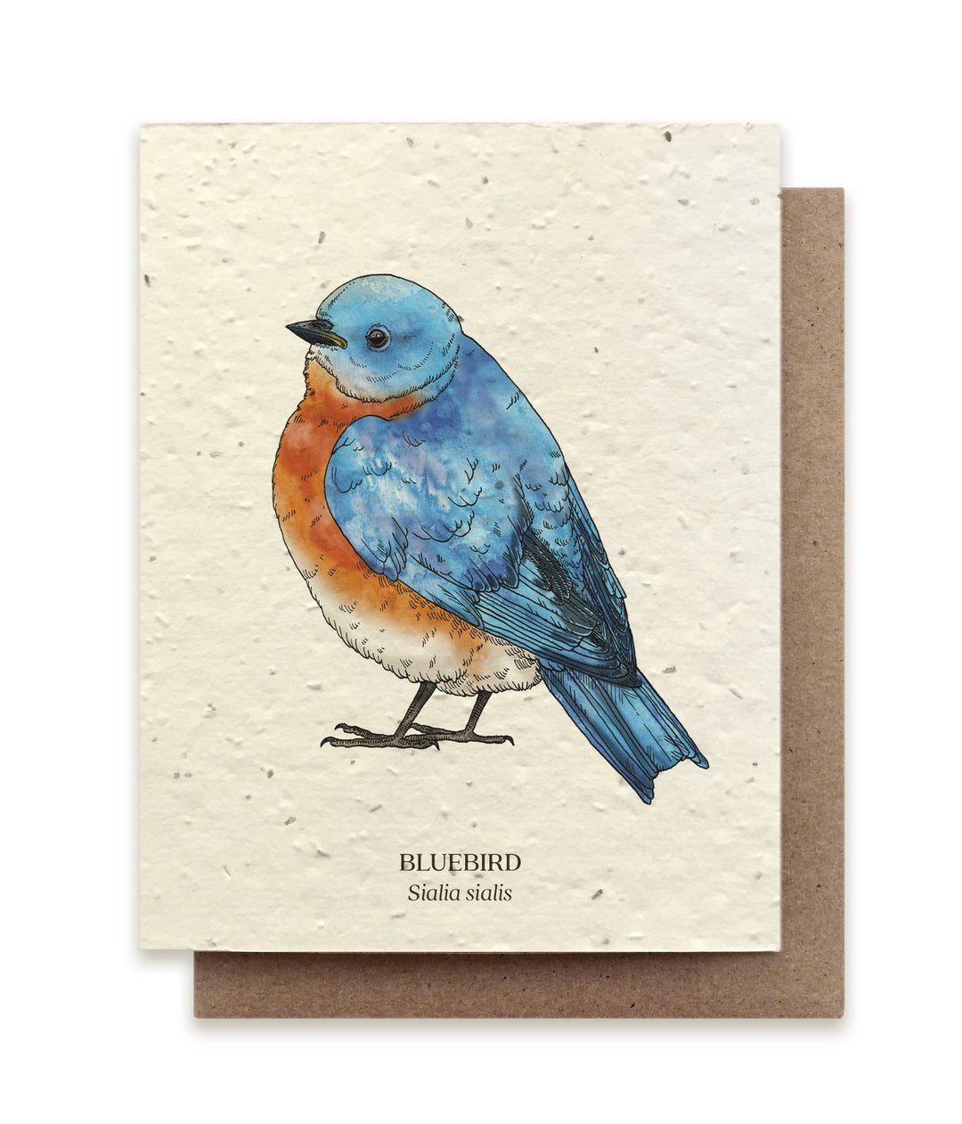 Bluebird Bird Greeting Cards - Plantable Seed Paper