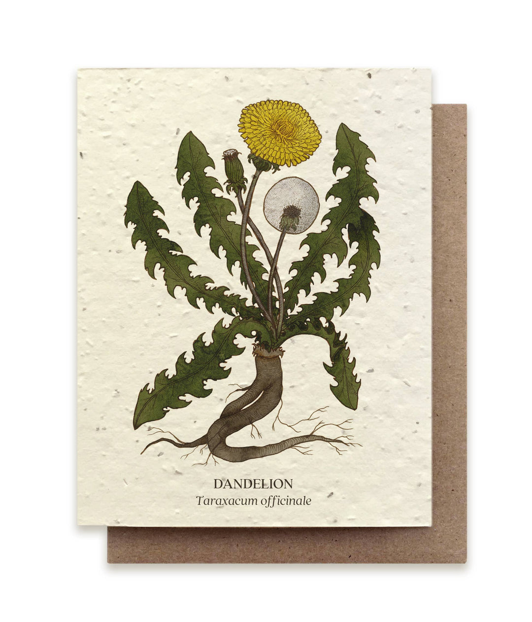 Dandelion Botanical Greeting Cards - Plantable Seed Paper
